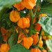 chilli-pepper-numex-suave-orange-001.jpg