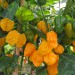 chilli-pepper-numex-suave-orange-007.jpg
