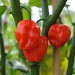 chilli-pepper-numex-suave-red-001.jpg
