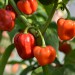 chilli-pepper-numex-suave-red-004.jpg