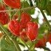 chilli-pepper-numex-suave-red-006.jpg