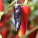 chilli-pepper-pot-black-008.jpg