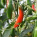chilli-pepper-serrano-002.jpg