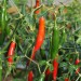 chilli-pepper-serrano-003.jpg