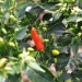 chilli-pepper-tabasco-001.jpg