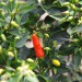 chilli-pepper-tabasco-002.jpg