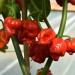 chilli-pepper-trinidad-moruga-scorpion-002.jpg