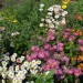 chrysanthemum-indicum-001.jpg