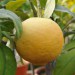 citrus-grapefruit-golden-special-001.jpg