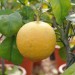 citrus-grapefruit-golden-special-002.jpg