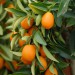 citrus-kumquat-001.jpg
