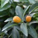 citrus-kumquat-002.jpg