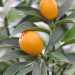 citrus-kumquat-004.jpg