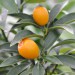 citrus-kumquat-005.jpg