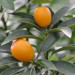 citrus-kumquat-006.jpg