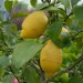 citrus-lemon-002.jpg