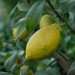 citrus-lemon-003.jpg