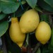 citrus-lemon-005.jpg