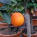 citrus-orange-valencia-002.jpg