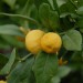 citrus-sweet-lemon-002.jpg