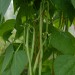 climbing-french-bean-fasold-002.jpg