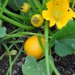 courgette-one-ball-001.jpg