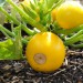 courgette-one-ball-002.jpg