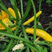 courgette-taxi-002.jpg