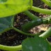 courgette-zucchini-002.jpg