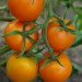 culinaris-tomato-auriga-001.jpg