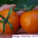 culinaris-tomato-auriga-002.jpg