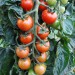 culinaris-tomato-primabella-001.jpg