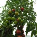 culinaris-tomato-primavera-001.jpg