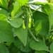 dwarf-french-bean-tendergreen-005.jpg