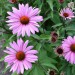 echinacea-primadonna-deep-rose-pink-002.jpg