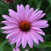 echinacea-primadonna-deep-rose-pink-003.jpg