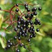 elderberry-wild-001.jpg