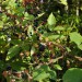 elderberry-wild-and-bramble-001.jpg