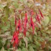 fuchsia-hardy-magellanica-gracilis-variegata-001.jpg