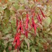 fuchsia-hardy-magellanica-gracilis-variegata-002.jpg