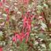 fuchsia-hardy-magellanica-gracilis-variegata-004.jpg