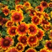 gaillardia-arizona-sun-001.jpg