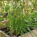 garlic-chives-004.jpg