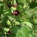 gooseberry-hinnonmaki-red-002.jpg