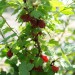 gooseberry-hinnonmaki-red-003.jpg