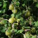 gooseberry-hinnonmaki-yellow-002.jpg
