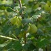gooseberry-invicta-002.jpg