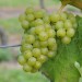 grape-vine-bacchus-004.jpg