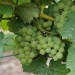 grape-vine-bacchus-005.jpg