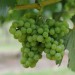 grape-vine-bacchus-010.jpg